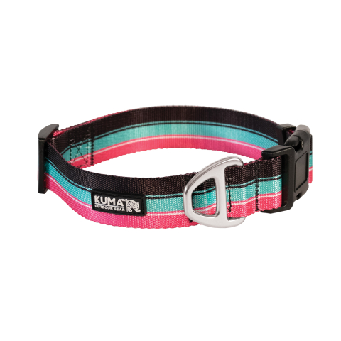 Backtrack Dog Collar