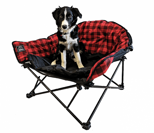 Dog in a camping dog bed