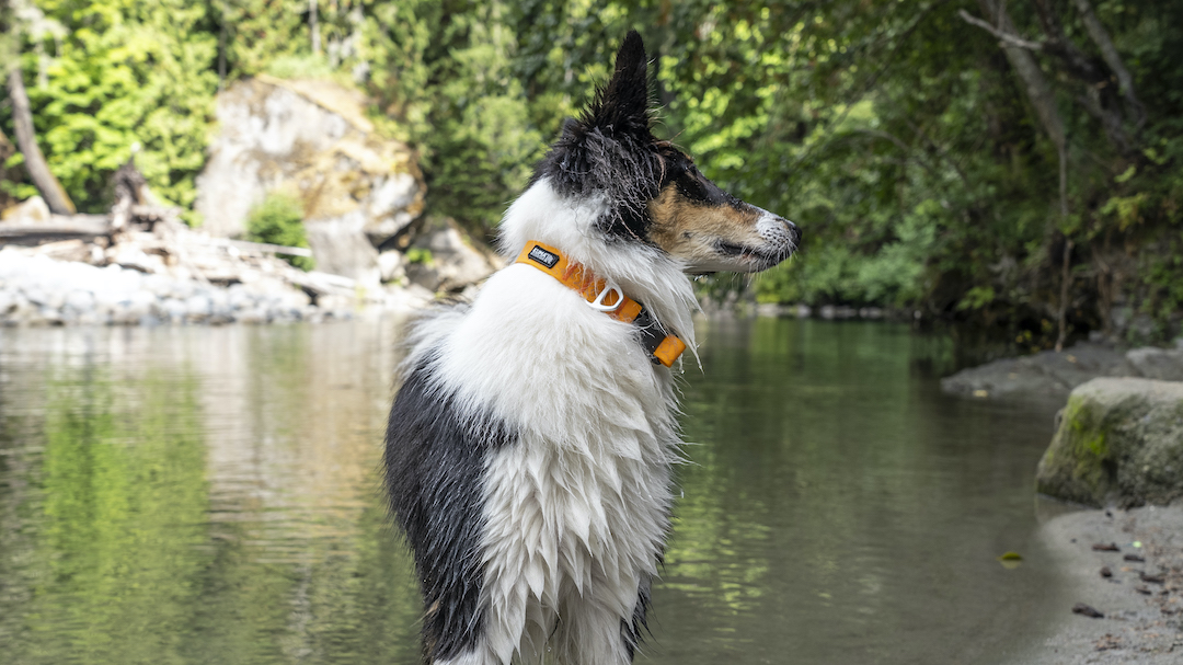 Soggy Dog Collar