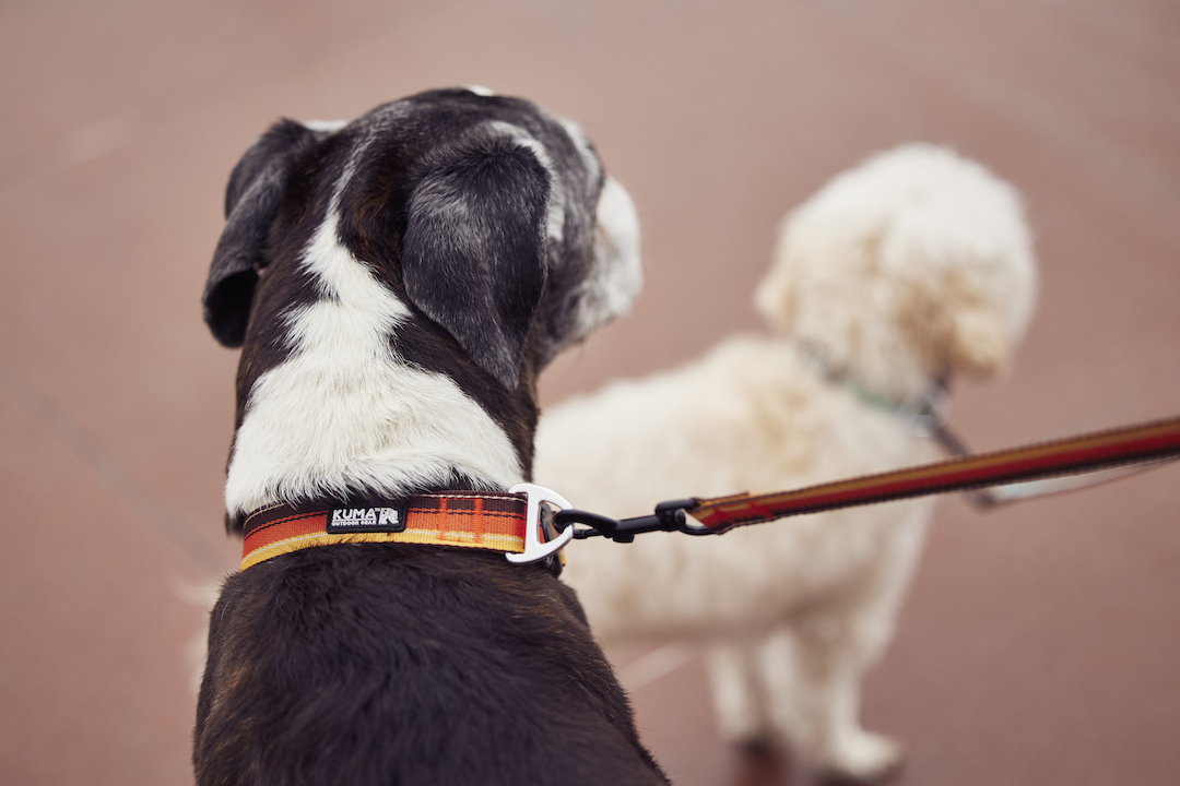 Backtrack Dog Collar