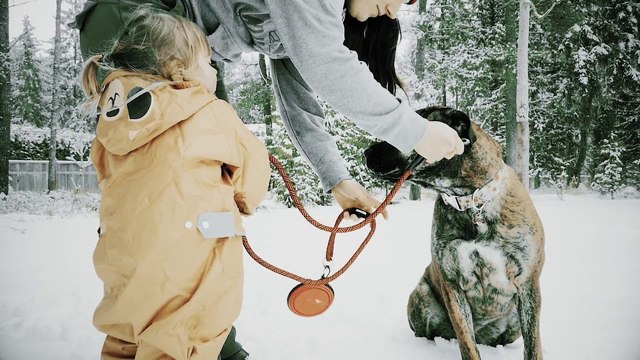 dog camping chair