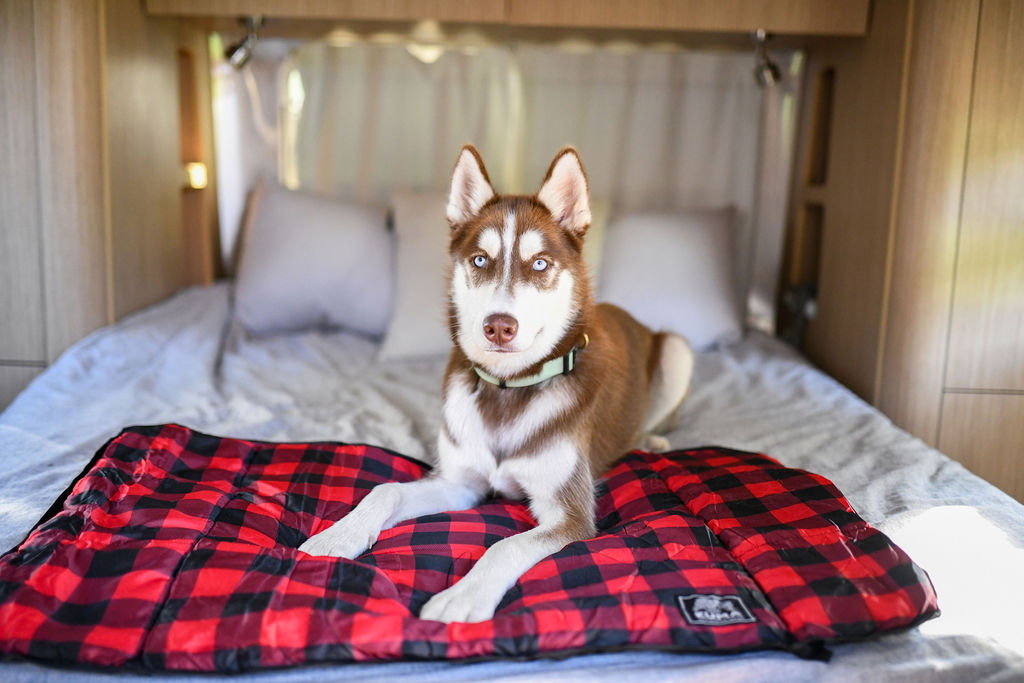 Dog Blanket